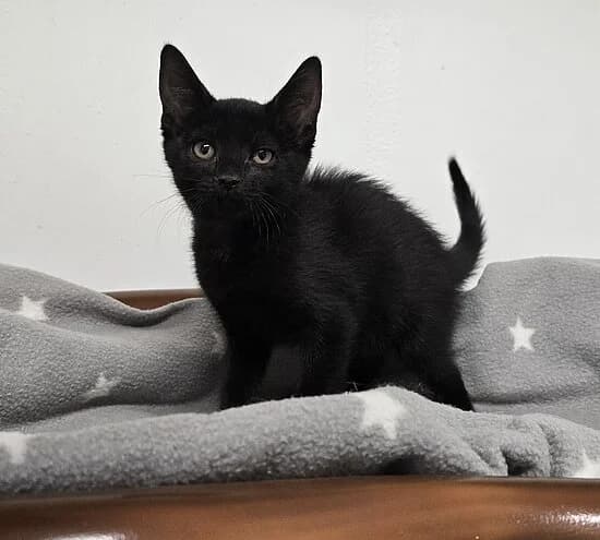 Rübe,  European Shorthair for adoption at Tierheim Koblenz, Koblenz