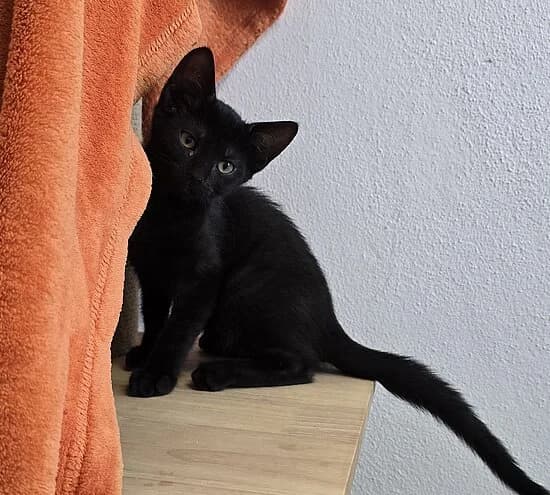 Karotte, European Shorthair (Tierheim Koblenz)