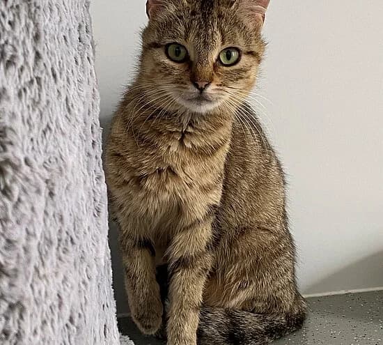 Fräulein Hose,  young European Shorthair for adoption at Tierheim Koblenz, Koblenz