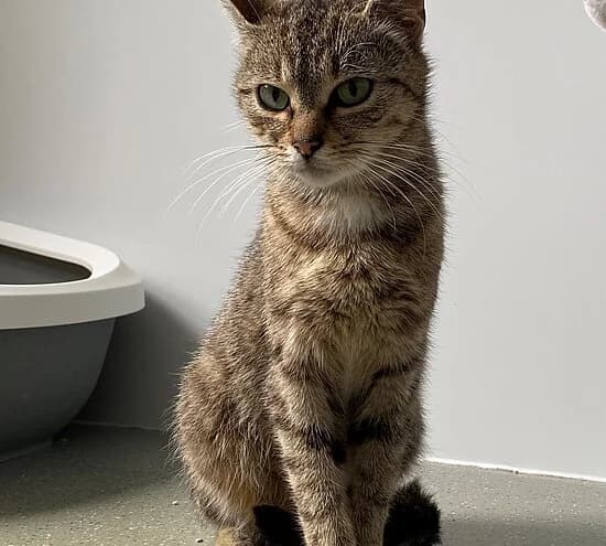 Fräulein Pullover,  young European Shorthair for adoption at Tierheim Koblenz, Koblenz