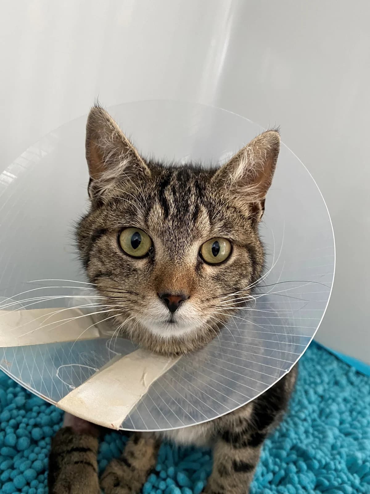Sneaker, female European Shorthair for adoption at Tierheim Koblenz, Koblenz