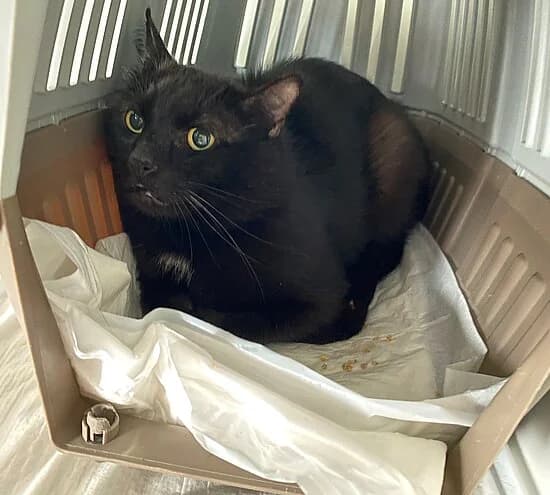 Springerstiefel, female 6yo European Shorthair for adoption at Tierheim Koblenz, Koblenz
