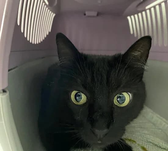Nali, female 5yo British Shorthair for adoption at Tierheim Koblenz, Koblenz