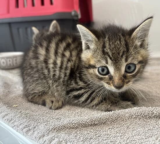 Doc,  European Shorthair for adoption at Tierheim Koblenz, Koblenz