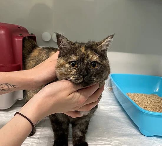 Dirndl,  British Shorthair for adoption at Tierheim Koblenz, Koblenz