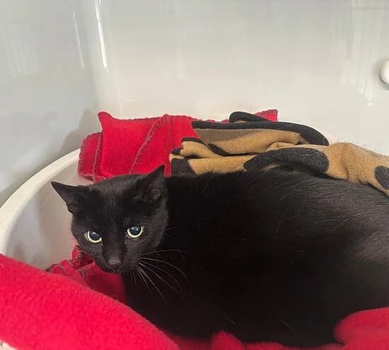 Amy, female 7yo European Shorthair for adoption at Tierheim Koblenz, Koblenz