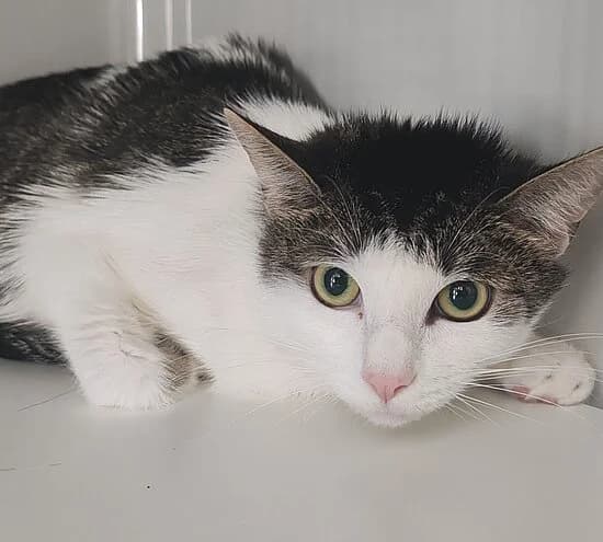 Poncho, female 7yo European Shorthair for adoption at Tierheim Koblenz, Koblenz
