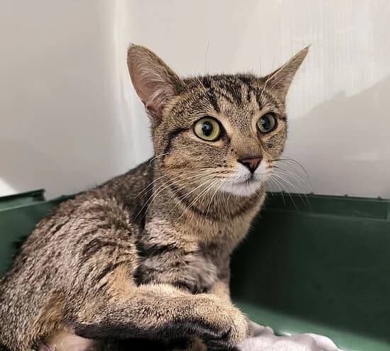 Sue,  European Shorthair for adoption at Tierheim Koblenz, Koblenz