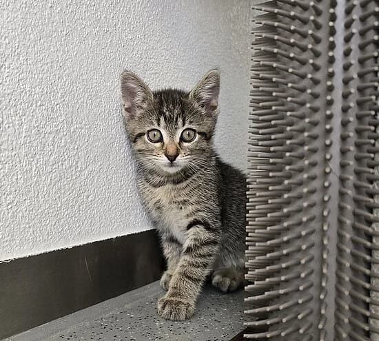 Sivana,  puppy European Shorthair for adoption at Tierheim Koblenz, Koblenz