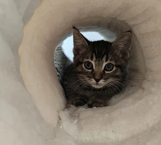 Sevan,  puppy European Shorthair for adoption at Tierheim Koblenz, Koblenz