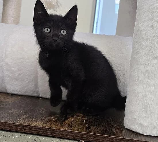 Savar,  puppy European Shorthair for adoption at Tierheim Koblenz, Koblenz