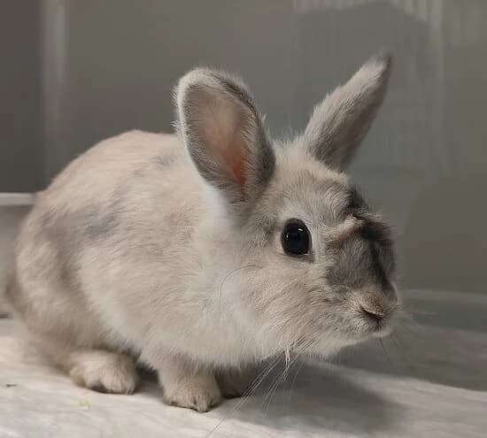 Tamagotchi,  mixed breed for adoption at Tierheim Koblenz, Koblenz