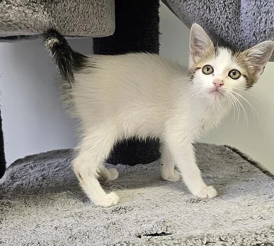 Schleife,  European Shorthair for adoption at Tierheim Koblenz, Koblenz
