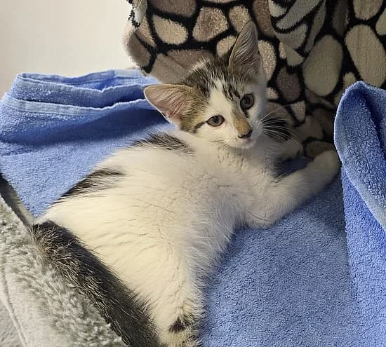 Krawatte,  European Shorthair for adoption at Tierheim Koblenz, Koblenz