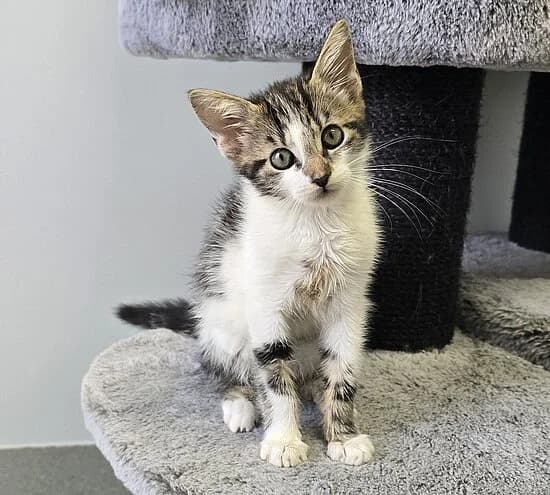 Schlips,  European Shorthair for adoption at Tierheim Koblenz, Koblenz