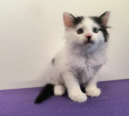 Fliege,  mixed breed for adoption at Tierheim Koblenz, Koblenz