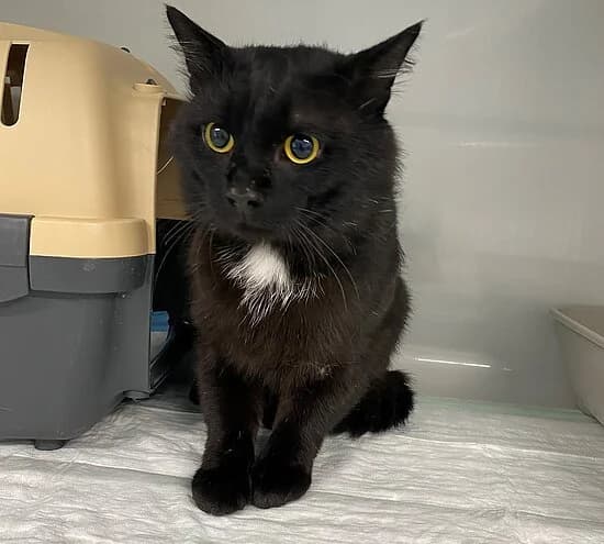 Gabor,  3yo European Shorthair for adoption at Tierheim Koblenz, Koblenz