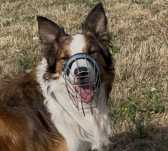 Hui-Buh, male 3yo Border Collie for adoption at Tierheim Koblenz, Koblenz