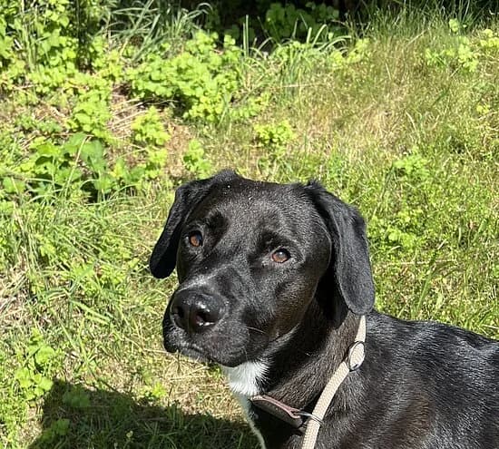 Vincent, Mixed Breed (Tierheim Koblenz)