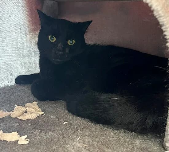 Sonny, female European Shorthair for adoption at Tierheim Koblenz, Koblenz
