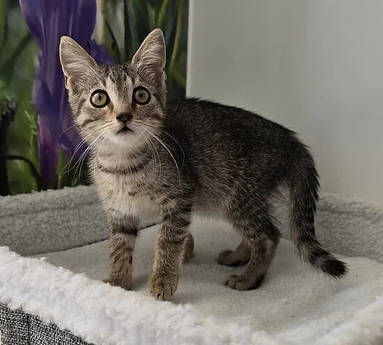 Rocco, European Shorthair for adoption at Tierheim Koblenz, Koblenz