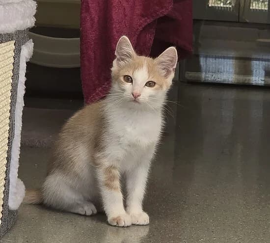 Richie, European Shorthair for adoption at Tierheim Koblenz, Koblenz