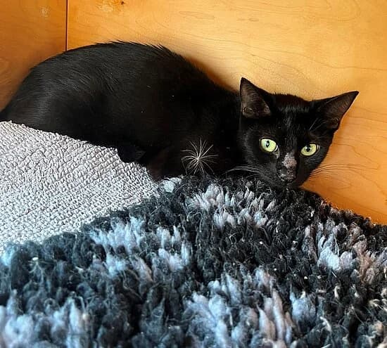 Cher, female European Shorthair for adoption at Tierheim Koblenz, Koblenz