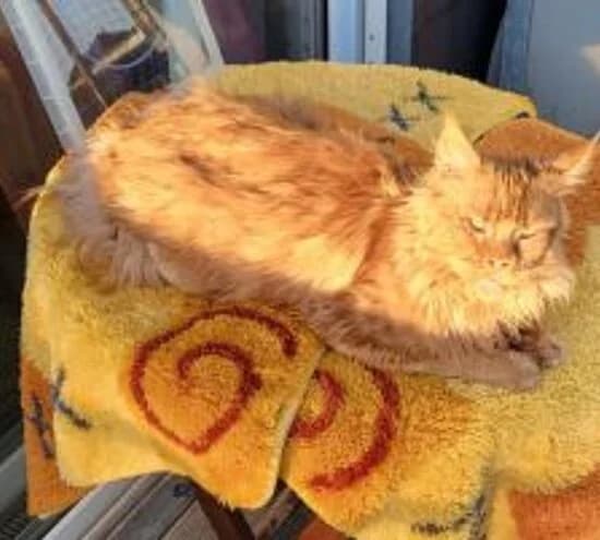 Rayna, female Maine Coon for adoption at Tierheim Koblenz, Koblenz