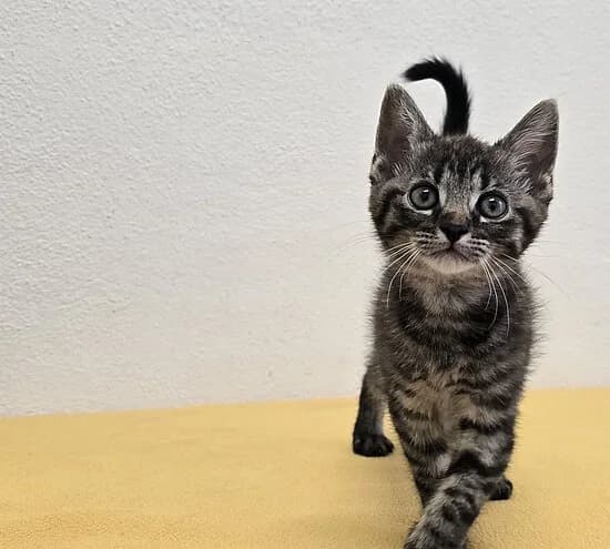 Twix,  European Shorthair for adoption at Tierheim Koblenz, Koblenz
