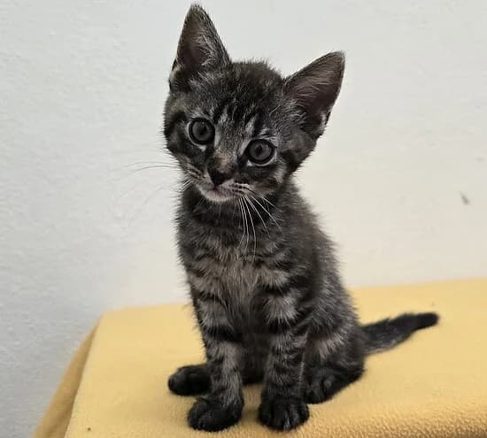 Mars,  European Shorthair for adoption at Tierheim Koblenz, Koblenz
