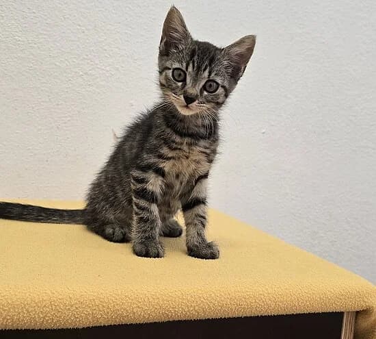 Bounty,  European Shorthair for adoption at Tierheim Koblenz, Koblenz