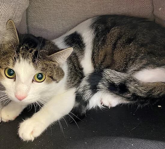 Cape, female European Shorthair for adoption at Tierheim Koblenz, Koblenz