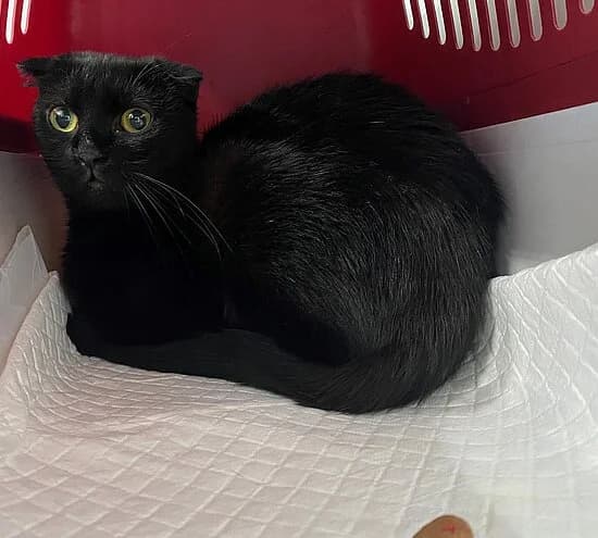 Shakira, female young Scottish Fold for adoption at Tierheim Koblenz, Koblenz