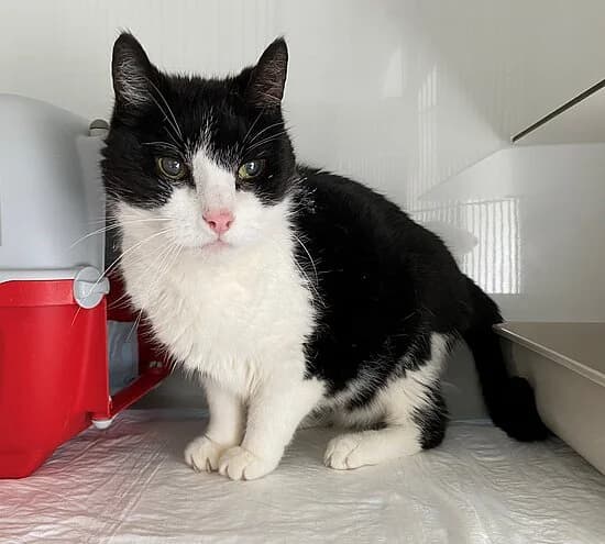 Lucky, female senior European Shorthair for adoption at Tierheim Koblenz, Koblenz