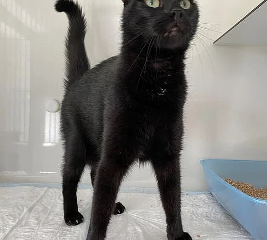 Mohrchen, female senior European Shorthair for adoption at Tierheim Koblenz, Koblenz