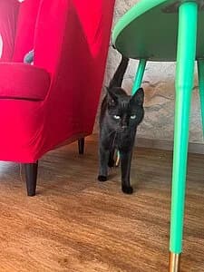 Mohrchen, female senior European Shorthair for adoption at Tierheim Koblenz, Koblenz