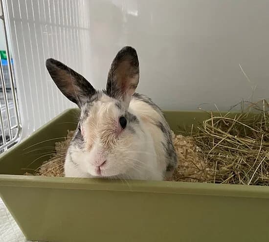 Susi,  senior mixed breed for adoption at Tierheim Koblenz, Koblenz