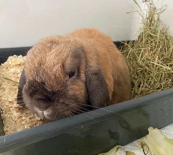 Kaylo,  6yo mixed breed for adoption at Tierheim Koblenz, Koblenz