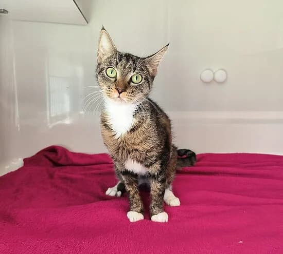 Anni-Frid, female European Shorthair for adoption at Tierheim Koblenz, Koblenz