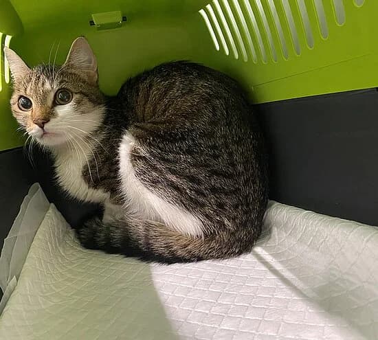 Agnetha, female young European Shorthair for adoption at Tierheim Koblenz, Koblenz