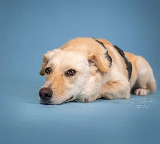 Subway, male Mixed Breed for adoption at Tierheim Koblenz, Koblenz