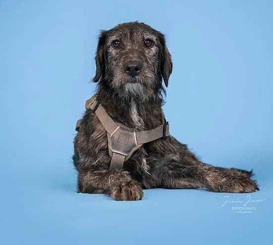 Journey, male Mixed Breed for adoption at Tierheim Koblenz, Koblenz