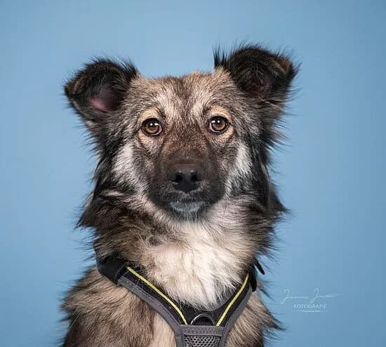 Metallica, male young Mixed Breed for adoption at Tierheim Koblenz, Koblenz