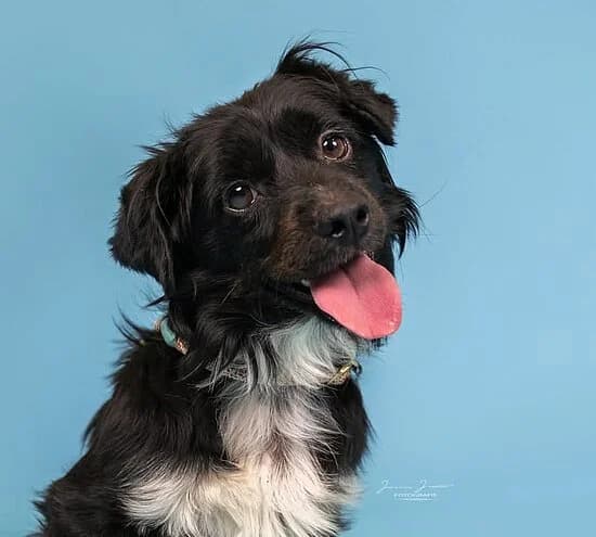 Toto, male 4yo Mixed Breed for adoption at Tierheim Koblenz, Koblenz