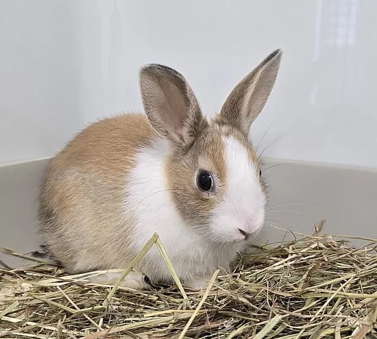 Helma,  mixed breed for adoption at Tierheim Koblenz, Koblenz