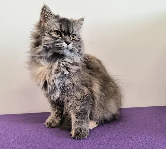 Lulu,  (Tierheim Koblenz)