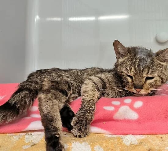 Genesis,  European Shorthair for adoption at Tierheim Koblenz, Koblenz