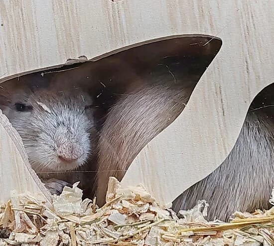 Kuuk,  mixed breed for adoption at Tierheim Koblenz, Koblenz