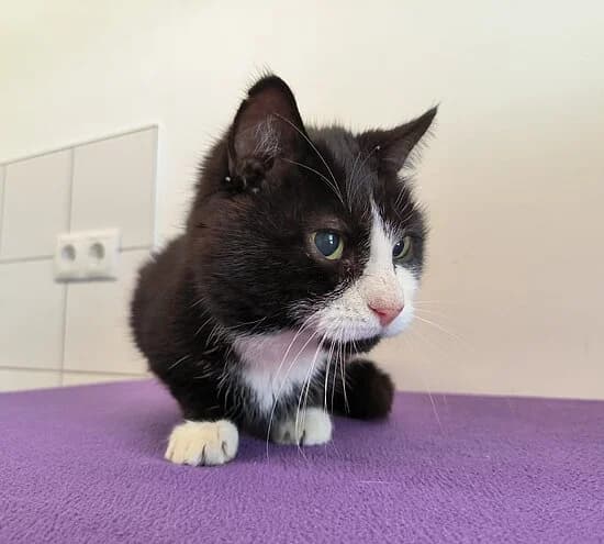 Francesco, female European Shorthair for adoption at Tierheim Koblenz, Koblenz