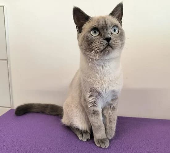 Dolly, female British Shorthair for adoption at Tierheim Koblenz, Koblenz